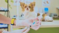 What's new in canine and feline vaccination guidelines?