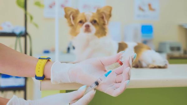 What's new in canine and feline vaccination guidelines?