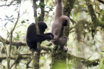 Skywalker gibbons
