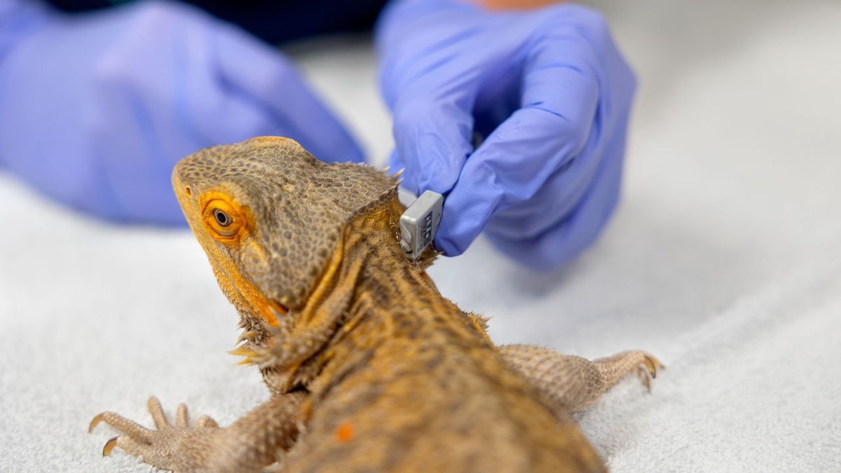 The ideal place to take reptiles’ pulse