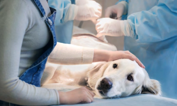 Dog surrounded by veterinarians and owner for surgery