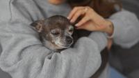 As pets live longer, veterinarians see more cases of cognitive decline, Texas A&M expert says