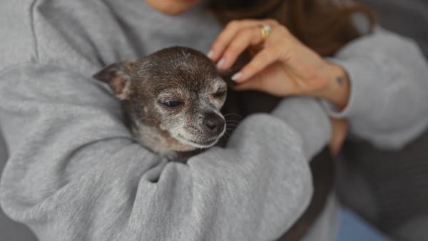 As pets live longer, veterinarians see more cases of cognitive decline, Texas A&M expert says