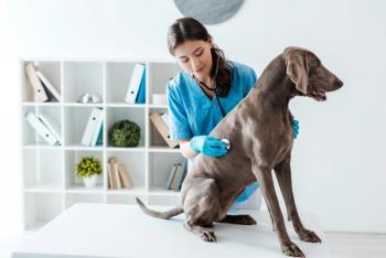 Dog with veterinarian for exam