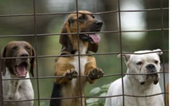 DVM_veterinarynews_insidedo-534270-1384674162176.jpg