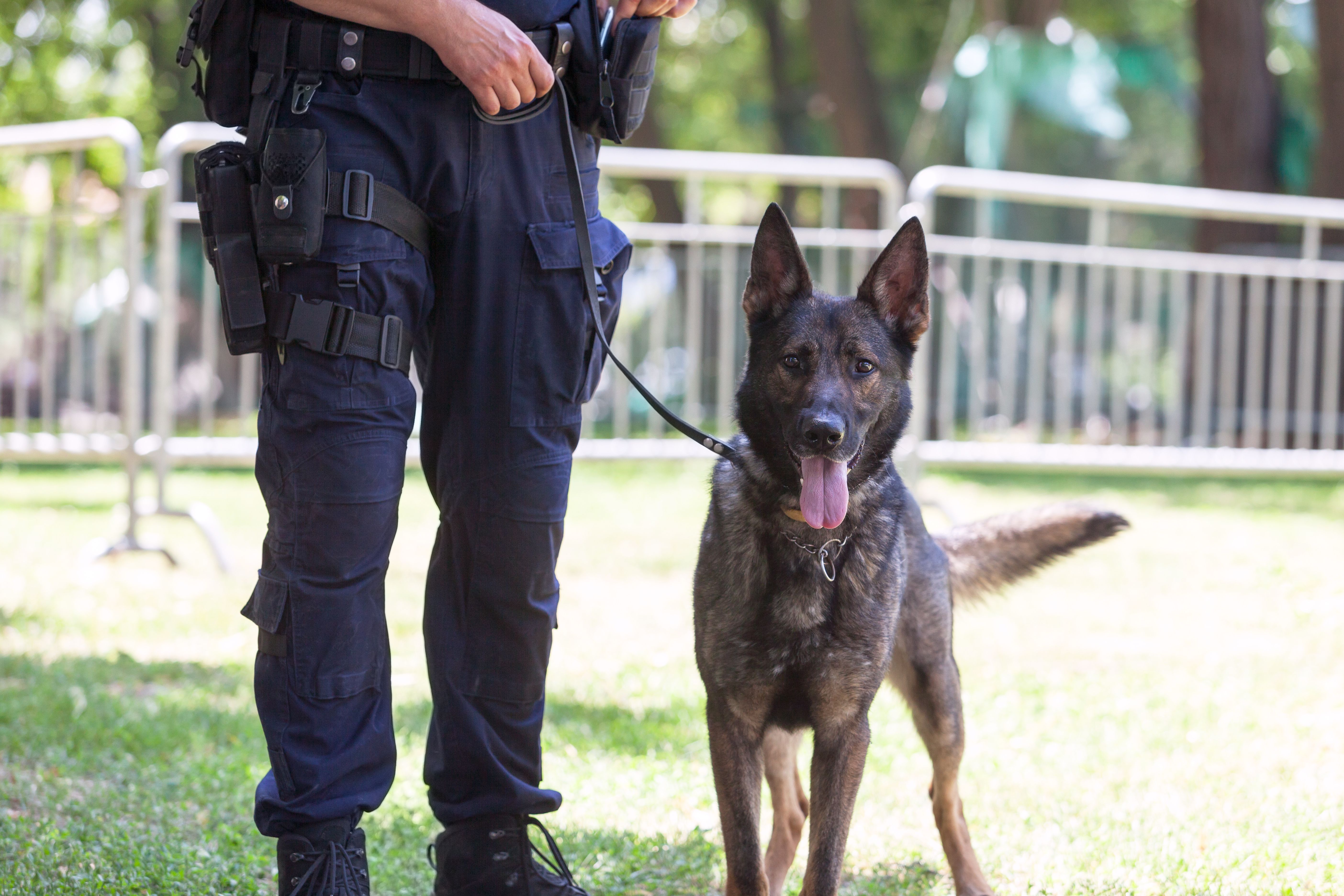 Toxin Tails honors drug detection dogs