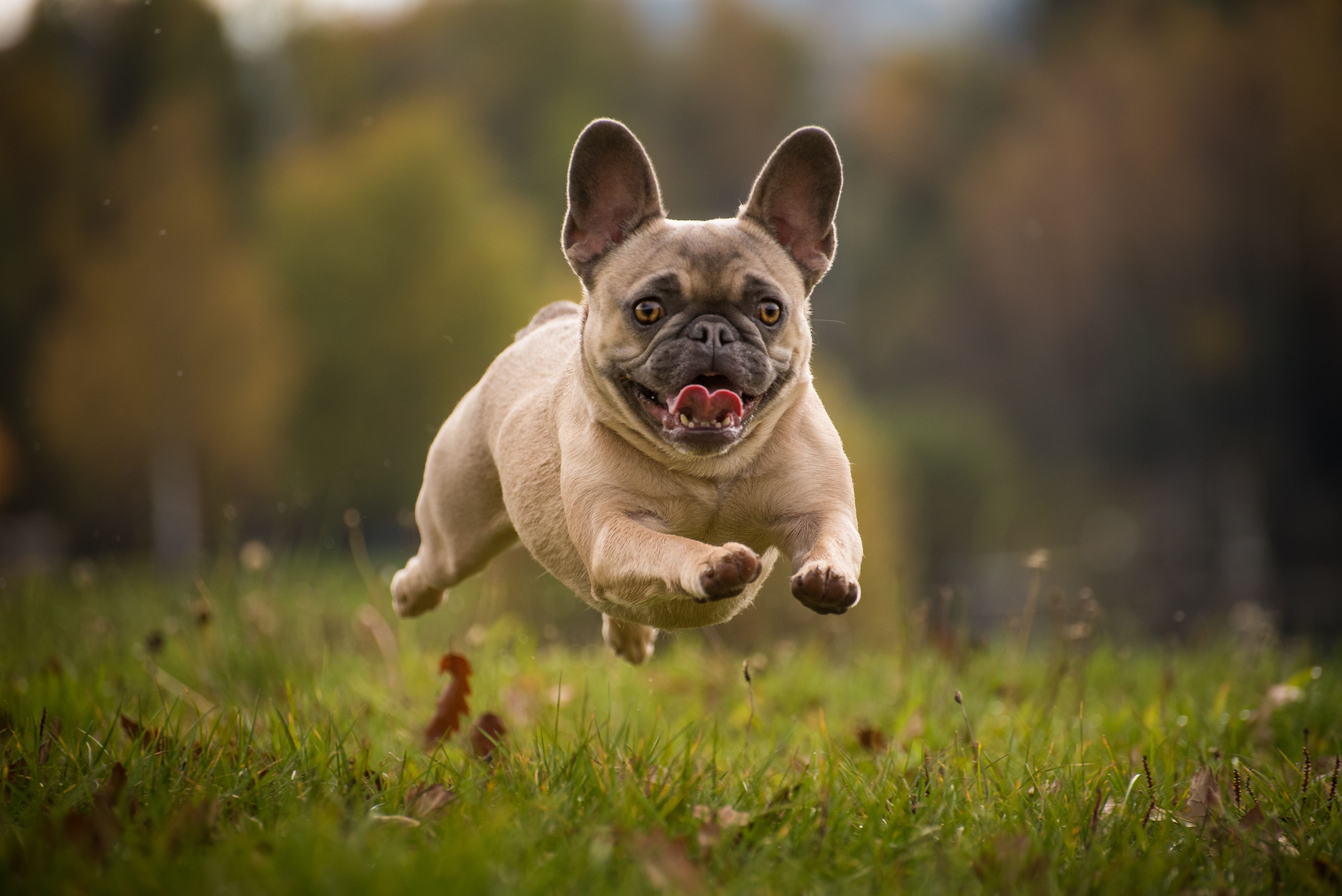 American Kennel Club announces top dog breeds of 2022