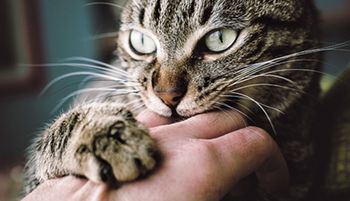 veterinary-cat-bite-556454041-450px.jpg