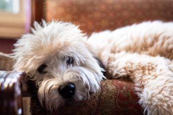 Soft-coated wheaten terrier