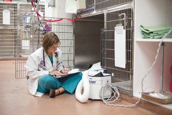 veterinary_student-648372-1384339017045.jpg