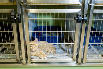 veterinary-cathousing-quietlatch450.jpg