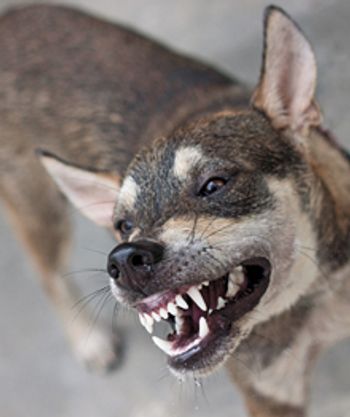 veterinary_aggressive-dog_220px_485347691.jpg