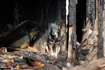Dog guarding burnt house