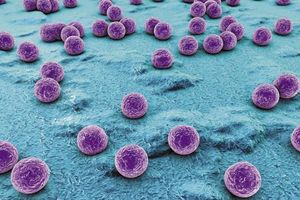 veterinary-spherical-bacteria-450px-shutterstock-295214147.jpg