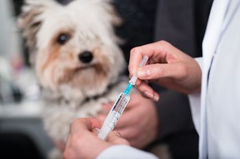veterinary-dog-veterinarian-vaccine-syringe_AdobeStock_226814177-450.jpg