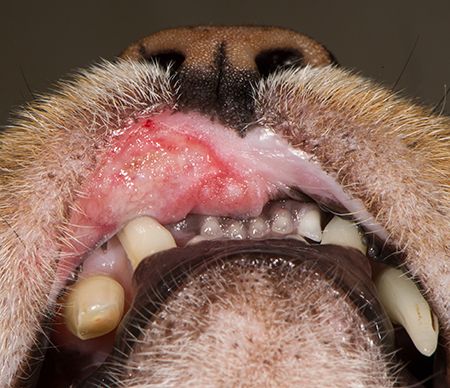 what are the symptoms of ulcers in dogs