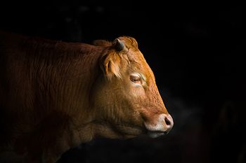 veterinary-cow-black-background-AdobeStock_188868018-body.jpg