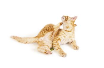 veterinary_460px_140454588.jpg