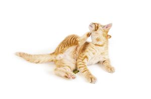 veterinary_460px_140454588.jpg