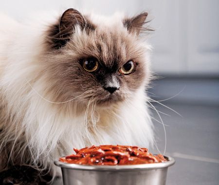 veterinary_cat_food_bowl_long_hair_144564283_2_450.jpg