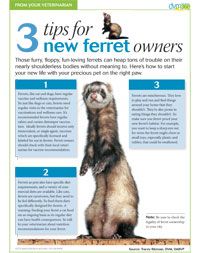 Ferret Tips Client handout: 3 tips for new ferret owners