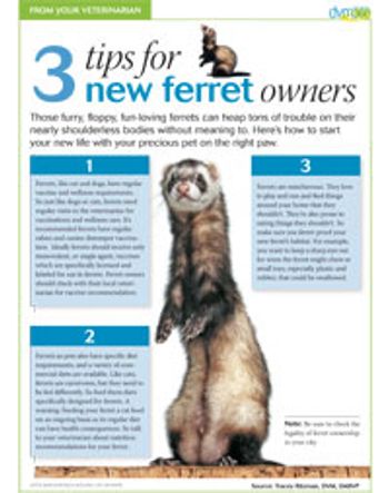 ferrethandout200.jpg