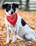veterinary_dog_rabies_0312_WL001247-763344-1384166666349.jpg