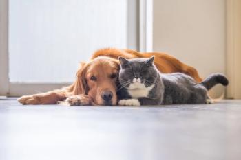 dog and cat