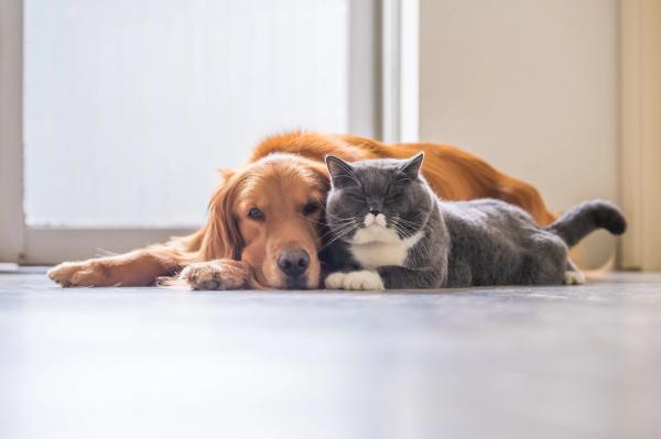 dog and cat