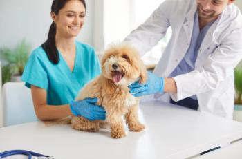 Veterinary Scene Down Under: Australian Veterinary Association membership grows and New South Wales moves to recognize veterinary technicians
