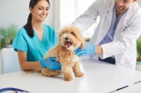 Veterinary Scene Down Under: Australian Veterinary Association membership grows and New South Wales moves to recognize veterinary technicians