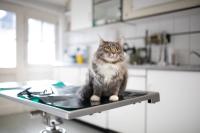 Laser therapy's role in the veterinary clinic