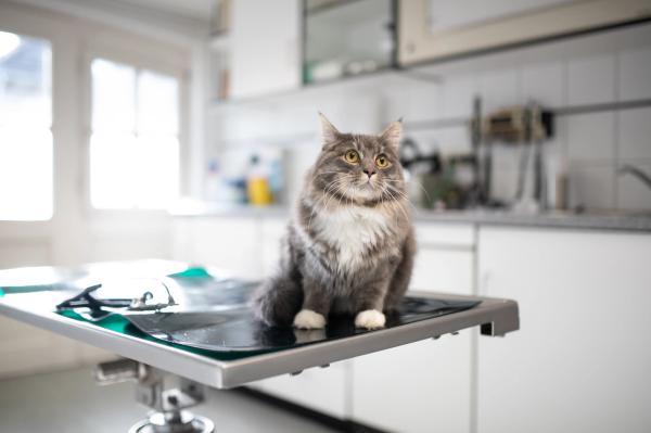 Laser therapy's role in the veterinary clinic