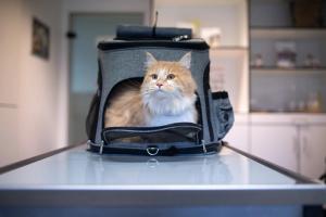 Help Advance Feline and Canine Osteoarthritis Research 
