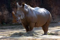 Southern white rhino at Zoo Atlanta is expecting 