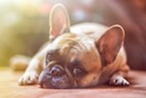 AVMA 2018: A Stepwise Approach to Investigating Hematuria in Dogs