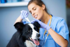 Preventing Lyme disease 