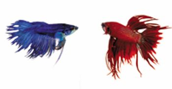 Veterinary_fighting_fish-801506-1384154541797.jpg