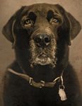 veterinary_graveDog-755824-1384166389680.jpg