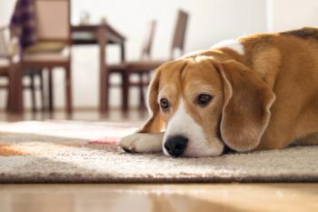 Photo: Soloviova Liudmyla/Adobe Stock