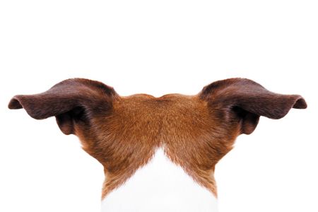 veterinary_dog_ears_486029078_450.jpg