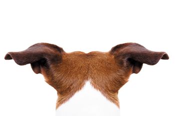 veterinary_dog_ears_486029078_450.jpg