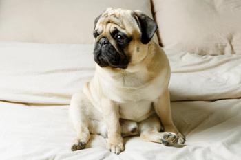 cute pug 