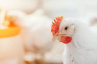 USDA grants conditional license to engineered bacterial biologic for necrotic enteritis in poultry