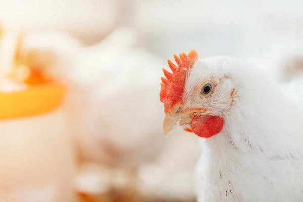 USDA grants conditional license to engineered bacterial biologic for necrotic enteritis in poultry