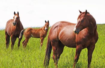 ehv_horse_veterinary_119762943_450.jpg
