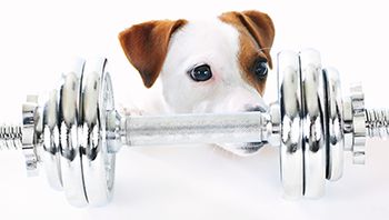 veterinary-dog-weights-AdobeStock_50298911-body.jpg