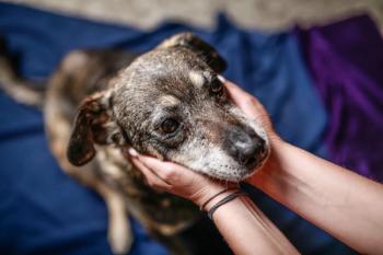 Senior dog receiving care