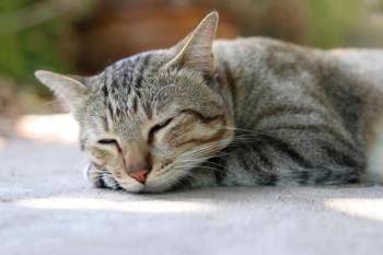 Lethargic cat