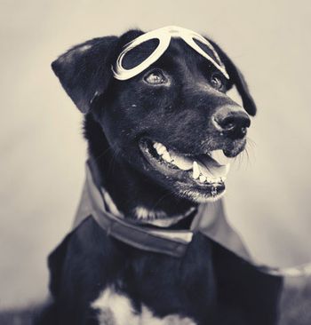 veterinary-dog-450px-shutterstock-553274155.jpg